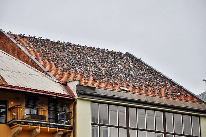A2B Pest Control are able to install spikes to deter birds from roofs in Cramlington. 