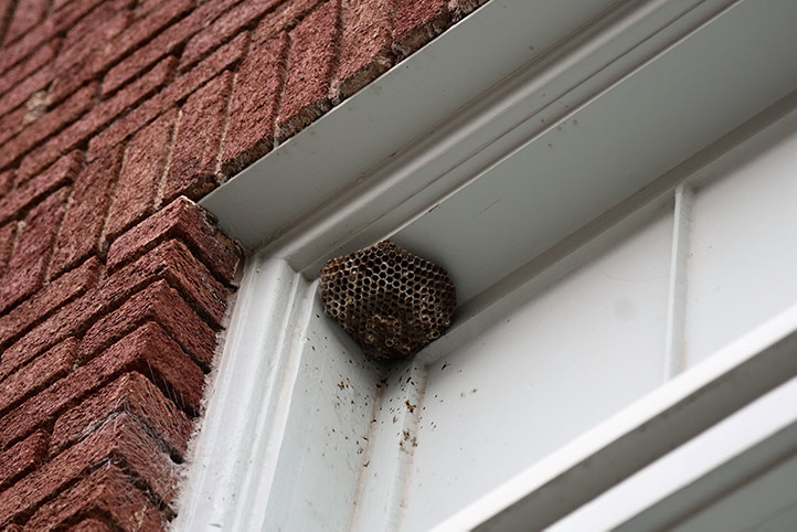 We provide a wasp nest removal service for domestic and commercial properties in Cramlington.